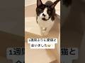 1週間ぶりに愛猫と会ったら…なんか違った😭 #ハチワレ #ばんくん #shorts