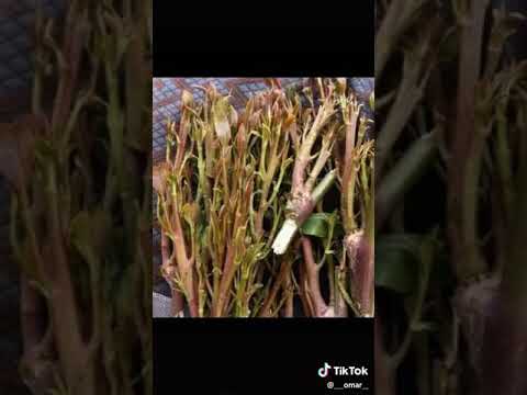 فؤاد الكبسي