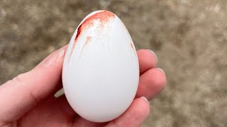 Bloodstreaked egg, slab sided egg, white banded egg, softshell egg!