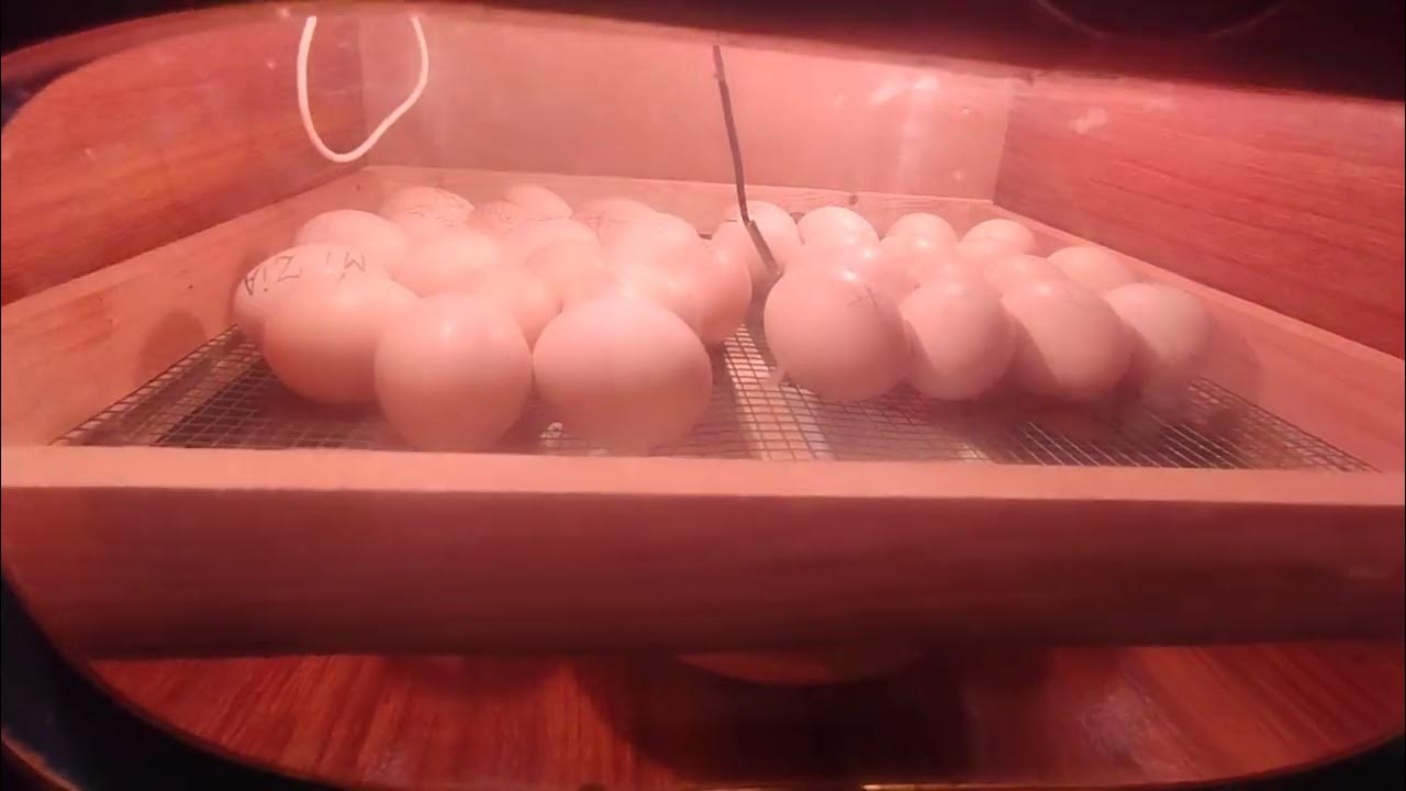 Eggs hatching Machine YouTube
