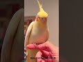 💖 WATCH THIS CUTE  BIRD 💖 SINGING THE CUTEST SONG IN HIS VOICE IF YOU ARE HAPPY THEN CLAP YOUR HAND