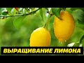 ВЫРАЩИВАНИЕ ЛИМОНОВ ПАРНИКОВ ЛИМОН ЕТИШТИРИШ ISSIQXONADA LIMON ETISHTIRISH ТЕПЛИЦА АГРОБИЗНЕС AGRO