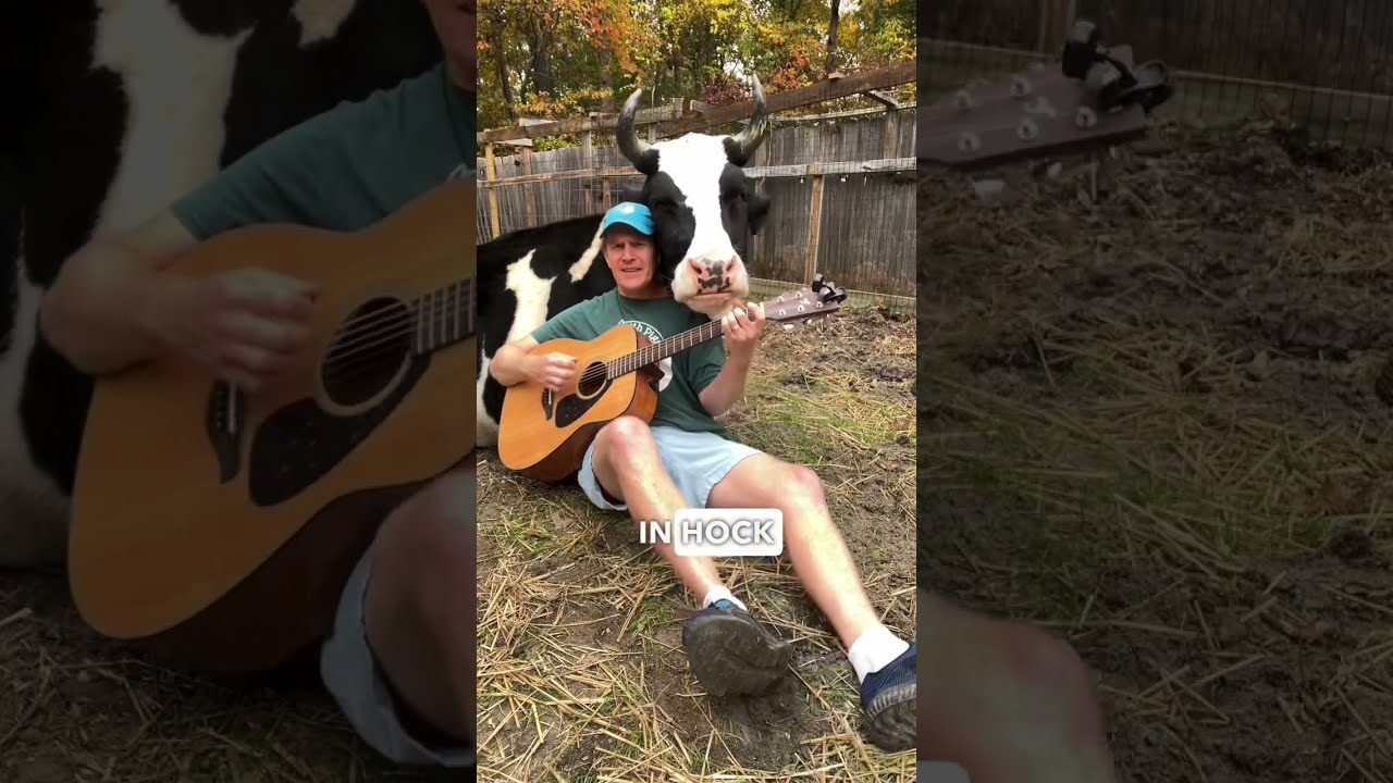 Cow Hugs Me While I M Singing To Her 