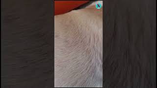 OMG ? Dermatitis/Pyoderma In Labrador shorts youtubeshorts shortvideo shortvideos shortfeeddog