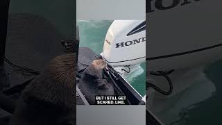 Otter Takes On an Orca (PART 2)
