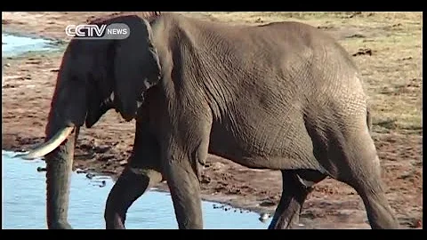 Authorities in Zimbabwe seek more funds to fight poaching in their country