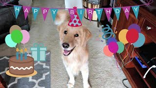 Celebrating My Service Dog on Her Birthday!  (6/28/18)