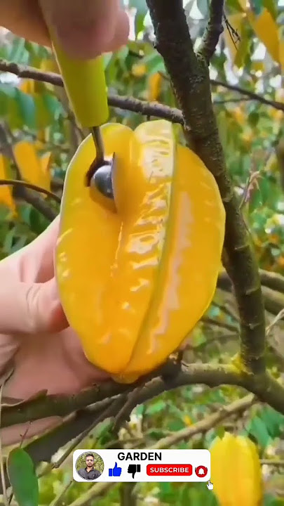 carambola