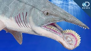10 Amazing Shark Breeds - DAMN!
10 amazing shark breeds
Click Here To Subscribe! http://bit.ly/EliteFacts
Follow us on googleplus: https://plus.google.com/+Elitefacts/posts
Like us on Facebook: https://www.facebook.com/EliteFacts
Follow us on Twitter: https://twitter.com/Elite_Facts
Music: Castello_Oak
https://www.youtube.com/audiolibrary/music
Thanks for watching!
Elite Facts 10 Amazing Shark Breeds - DAMN!