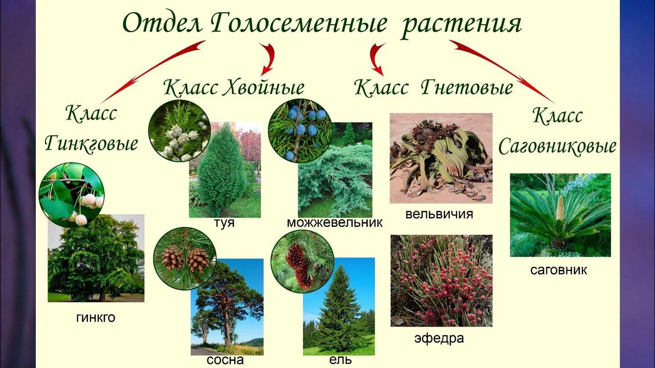 Хвойные царство. Отдел Голосеменные хвойные. Хвойные Гинкговые Гнетовые Саговниковые. Голосеменные растения 6 класс биология. Таксоны голосеменных растений.