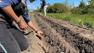 How We Plant Our Dahlias by Floret Flower Farm 52,994 views 2 weeks ago 9 minutes, 43 seconds