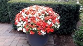 🌸My beautiful hanging New Guinea Impatiens flowering basket in the