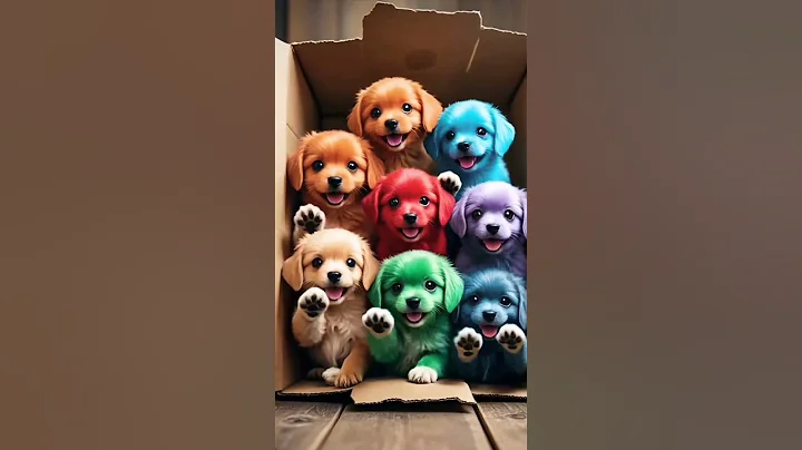 Video 10242931: british shorthair cat breed, british shorthair boy, funny cat, cat cute funny