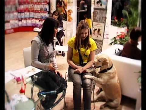МЕЖДУНАРОДНОЕ ШОУ СОБАК ЕВРАЗИЯ - 2011 / RUSSIAN DOG SHOW Часть 1