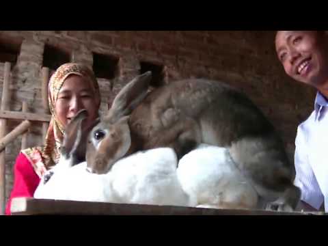 Video: Cara Membedakan Kelinci Dari Kelinci