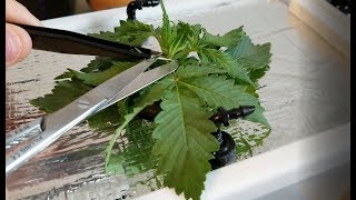 How to Top Your Cannabis Plant
