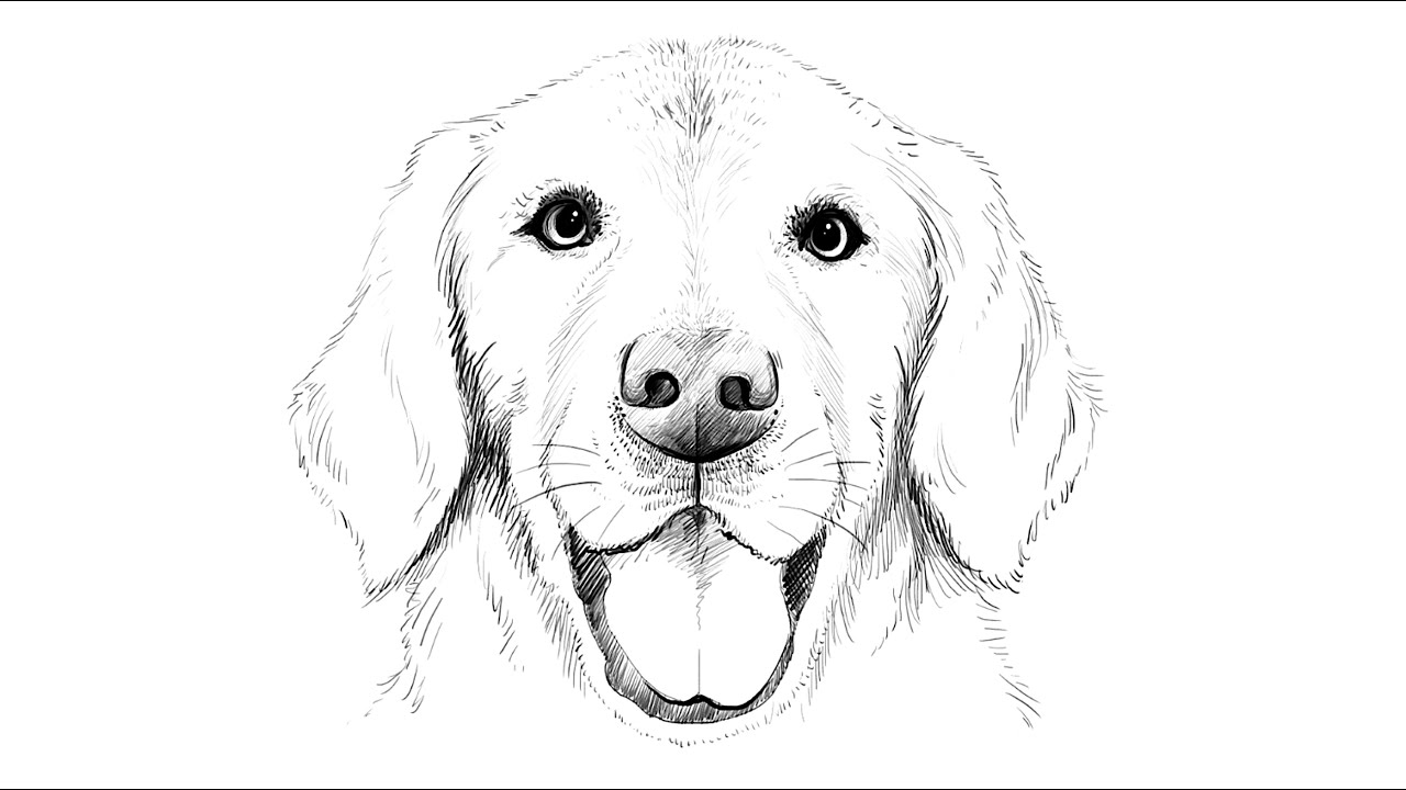 88+ Easy Golden Retriever Head Drawing