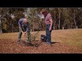 1 Million Trees - award winning urban greening project transforming Melbourne's west