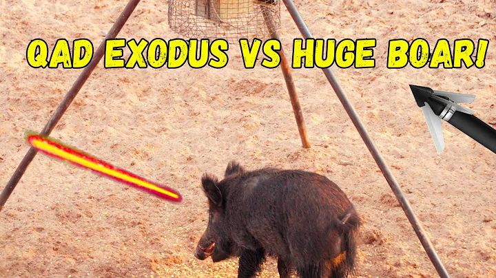 QAD EXODUS Vs HUGE WILD BOAR! - Biggest Hog I’ve Ever Shot With a Bow!