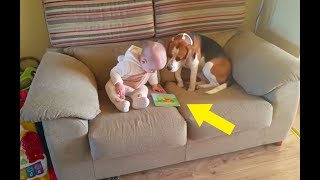This Dog Was Left Alone With The Baby - But The Family Were Filming His Behavior