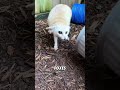 Fennec Fox #pets