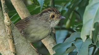 1060813七堵友蚋溪頭烏線（Schoeniparus brunneus）山歌對唱