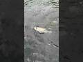 Open Water Plopper Retrieve