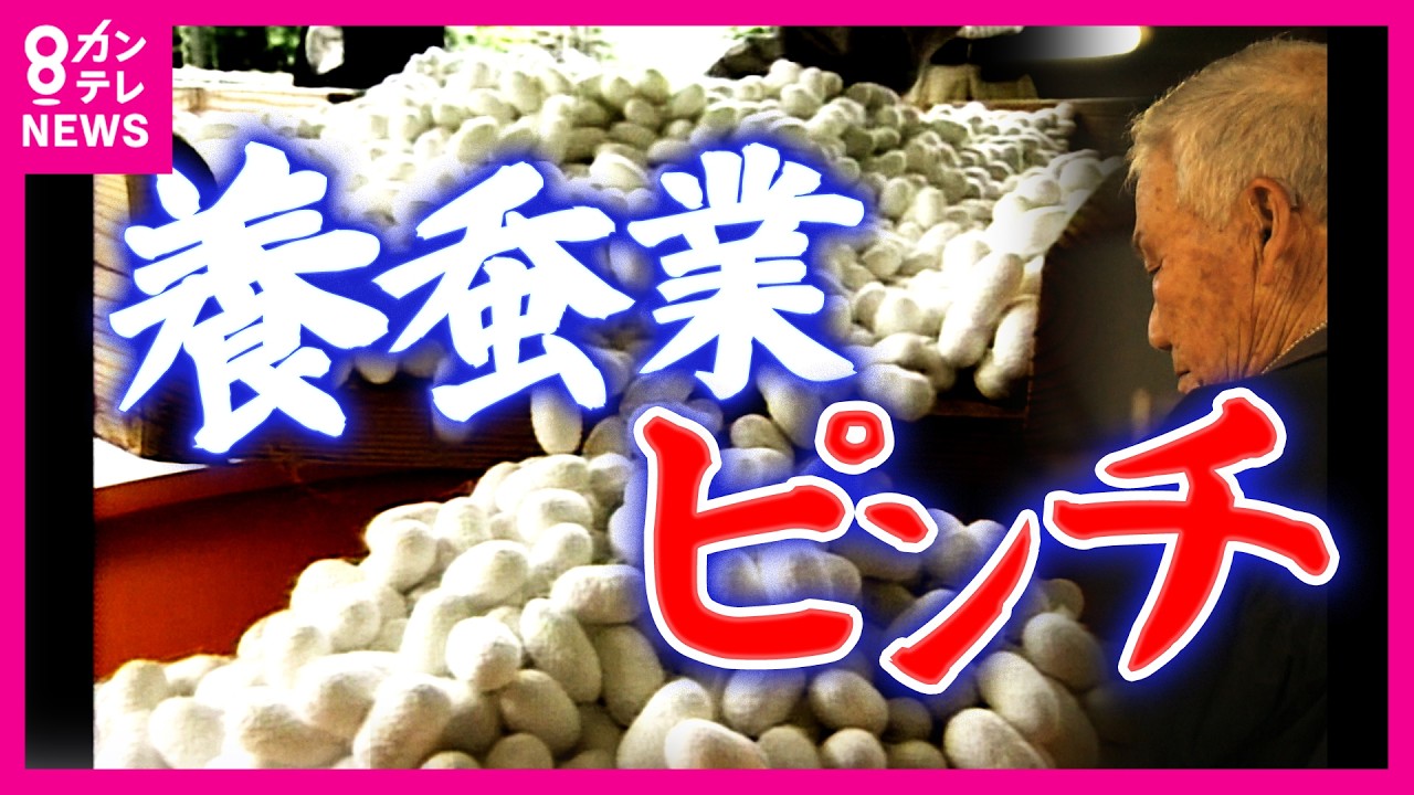 「5年後、10年後にはなくなってしまうのでは」日本の養蚕業が危機　戦前には世界一の輸出量も過去最少113戸に　後継者“不在”の農家は8割　復活のカギは京都に｜newsランナー〈カンテレNEWS〉