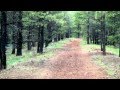 Exploring a dirt alignment of Route 66 through the Kaibab Forest in Arizona