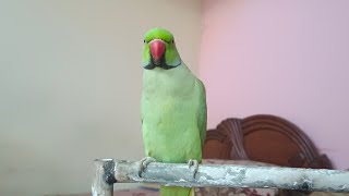 Talking Parrot Mitthu by Talking Parrot Mittu 1,366 views 2 weeks ago 8 minutes, 54 seconds