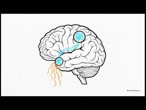 The salience network video explainer