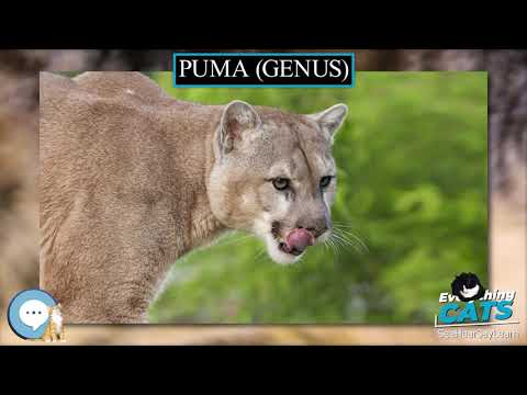 puma genus