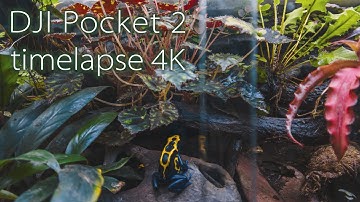 DJI Pocket 2 timelapse 4K / Frog room