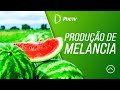 Programa Vida no Campo 29/09/19 - Produção de Melancia