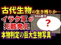 【ゆっくり解説】イラク軍が死骸発見！撮影写真は本物と判定！30m超えのペルシャ湾の怪物は古代生物の生き残りか【古代生物生存】
