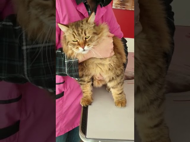 VIDEO TUTO: la coupe de griffes du chat