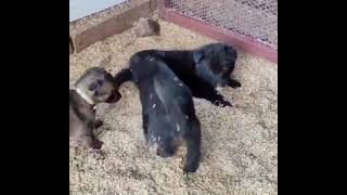Workline German Shepherd Puppies