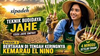 Download lagu SIPADEH Teknik Budidaya Jahe Emprit 2026 Eps 3: Bertahan di tengah keringnya kemarau El Nino, 28 HST