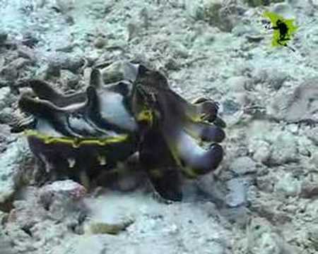 Flamboyant Cuttlefish Underwater Studios