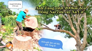 Vua Khỉ vượt hành trình hơn 200km đến Đồng Nai cưa cây Xà Cừ