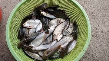 Câu cá rô đồng: con kênh lục bình quá nhiều cá thác lác khủng, thêm một ngày bão cá nữa.