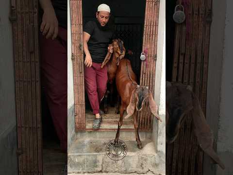 110kg Beetal Bakri With Kids Goat Bakra Bakri Goatlovers Animals Beetalgoats Shorts Youtubeshorts