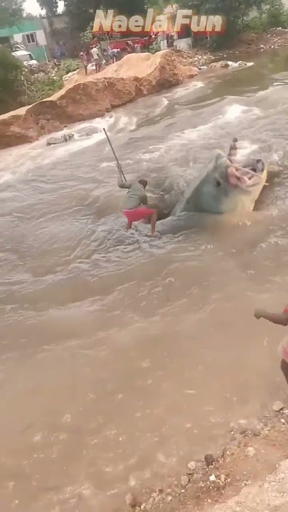 HEBOH ! WARGA TANGKAP IKAN LELE RAKSASA DI SUNGAI DERAS TAPI DANGKAL PAKAI TOMBAK #fishing #fish