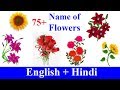 Flowers Name in English & Hindi | फूलों के नाम हिंदी और अंग्रेजी में जाने