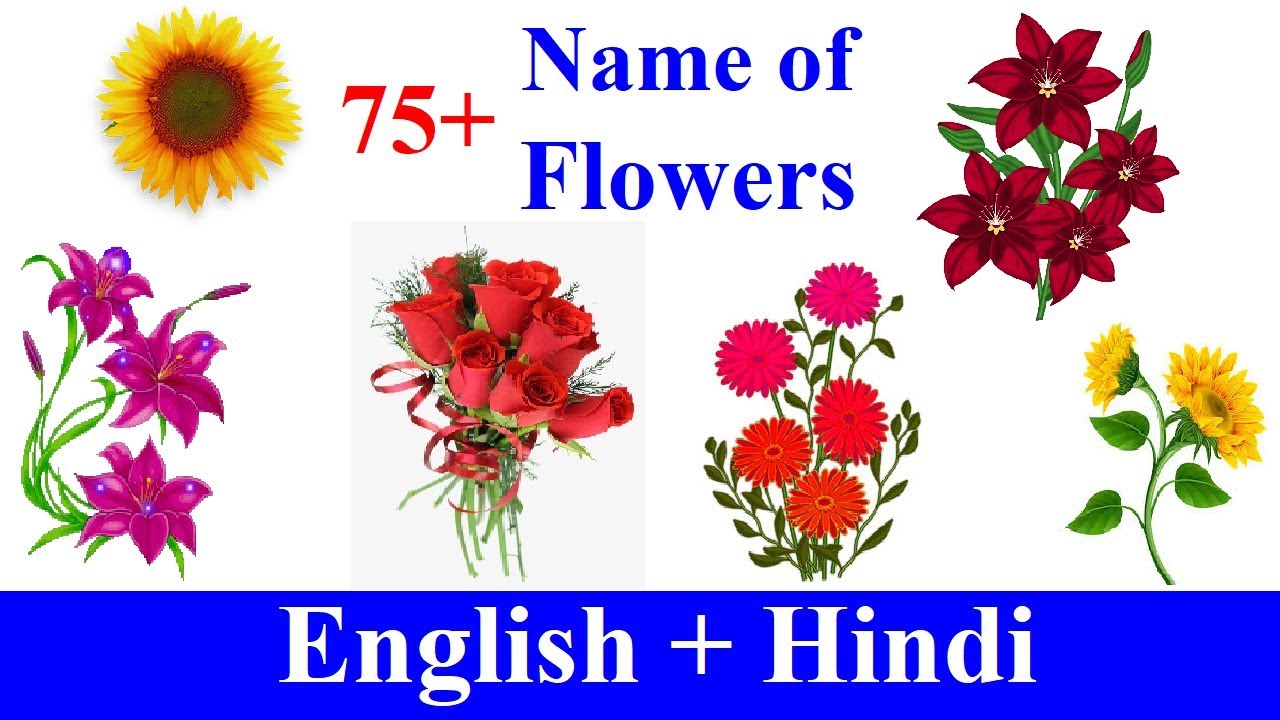 Flowers Name In English Hindi फ ल क न म ह द और अ ग र ज म ज न Youtube