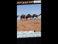 منقيه أبو هليبه