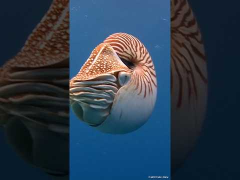 Chambered Nautilus