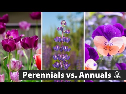 Annuals vs. Perennials - YouTube