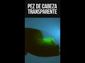 CONOCE AL PEZ DE CABEZA TRANSPARENTE ( Macropinna microstoma )