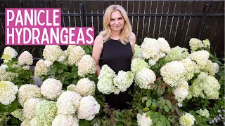 The Ultimate Guide to Panicle Hydrangeas: Best Varieties, Care Tips & Growing Secrets